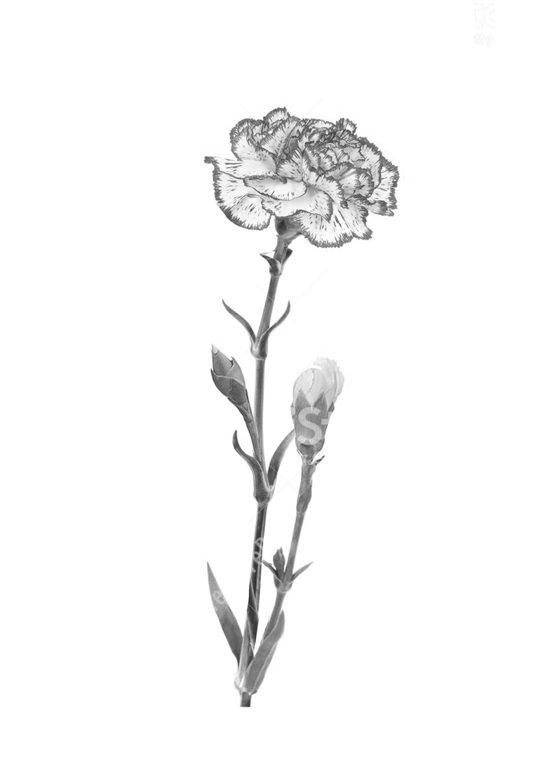 Carnation Drawing - How To Draw A Carnation Step By Step