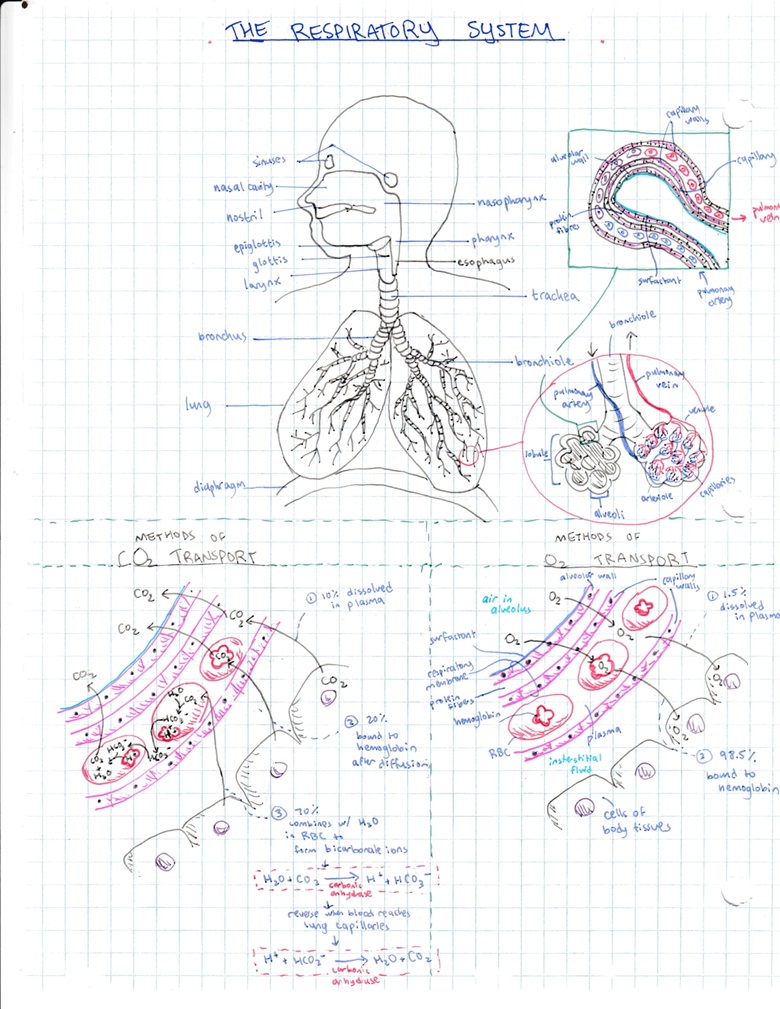 Human body systems study package - glamstudynotes's Ko-fi Shop - Ko-fi ...