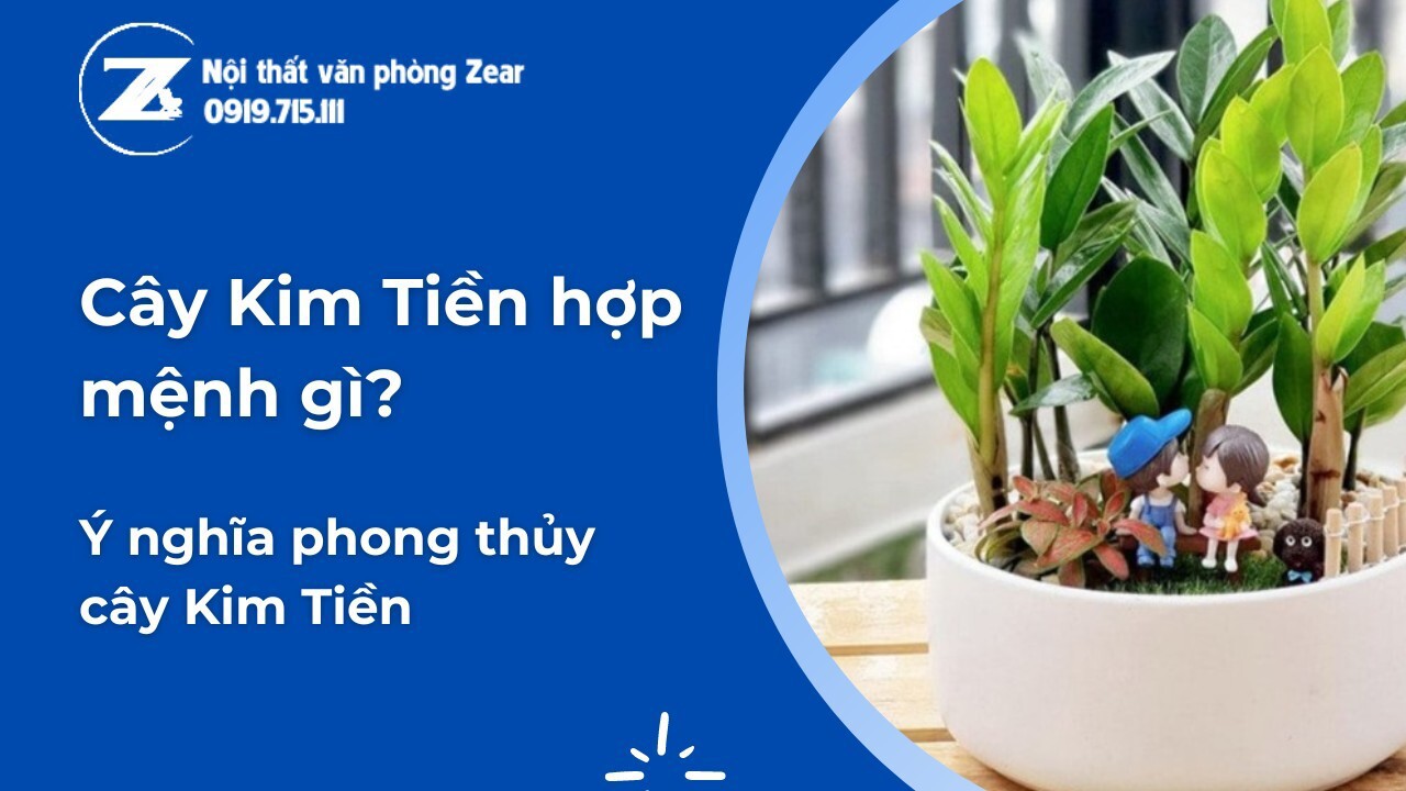 Cây Kim Tiền hợp tuổi gì?