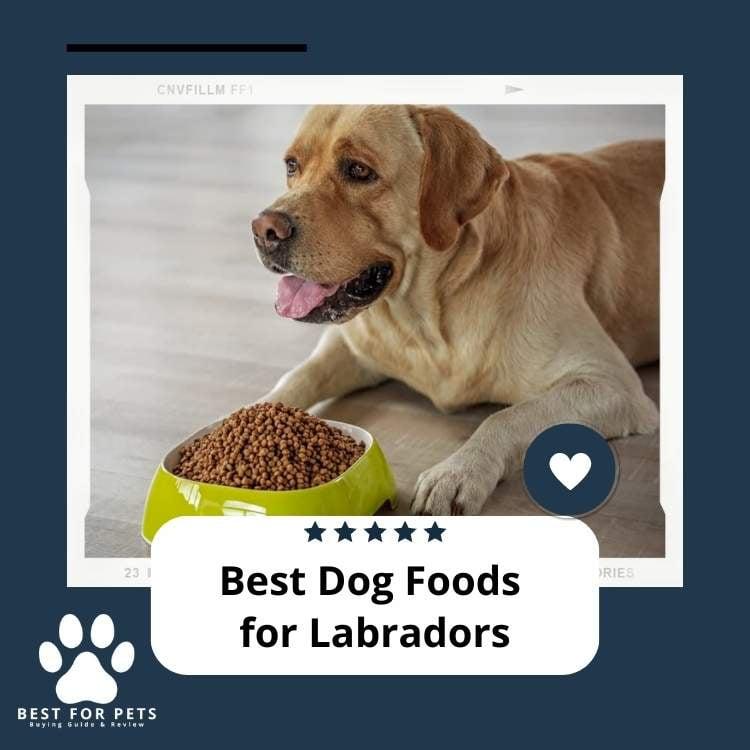 5 star outlet dog foods 2019