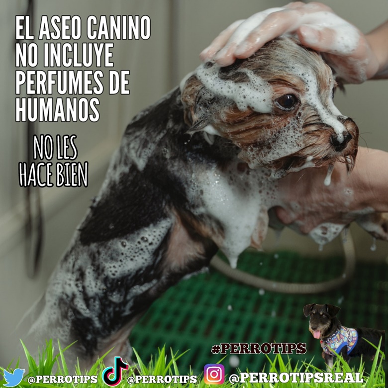 el perfume humano es malo para los perros