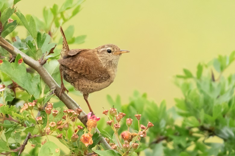 Perching Wren - John Lindsey Photography 's Ko-fi Shop - Ko-fi ️ Where 