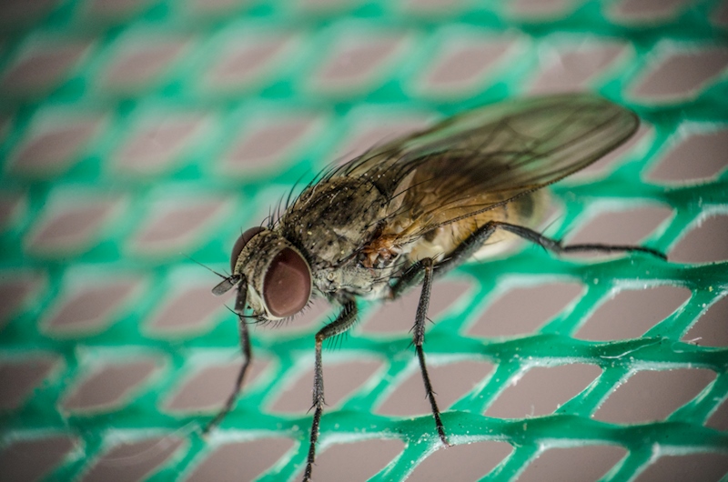 cara mengusir lalat