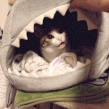 Cat meets shark