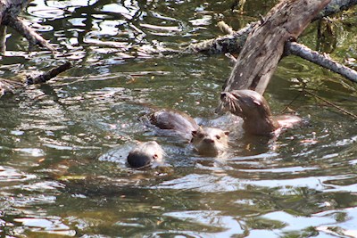 River otters