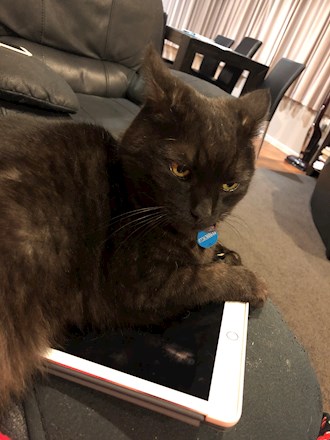 iPad kitty
