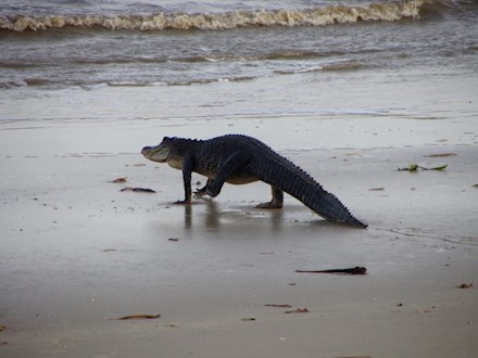 Gator at the Beach