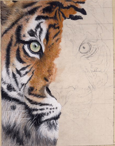 Sumatran Tiger WIP