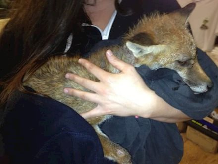 Fox rescue 