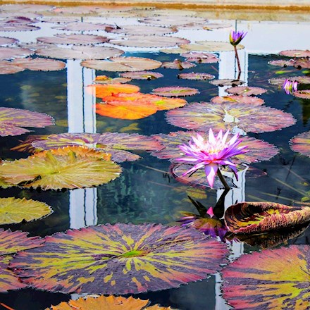 Lotus on the Water