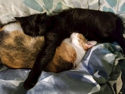 Cat hugs!