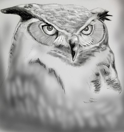 Practice owl sketching 