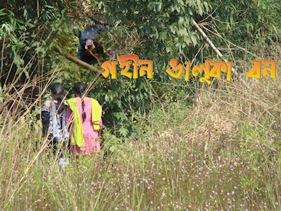 Deep Forest 'Bhaluka'