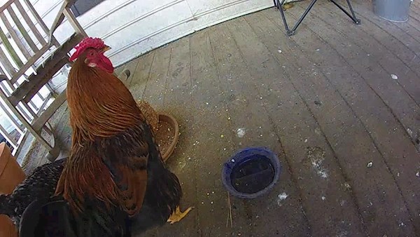 Suspicious Rooster