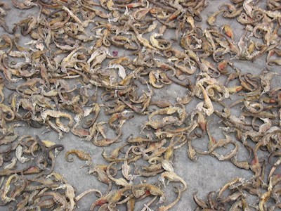 Seahorses dying horribly and drying in the sun.