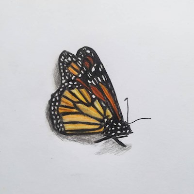 Butterfly drawing 🦋