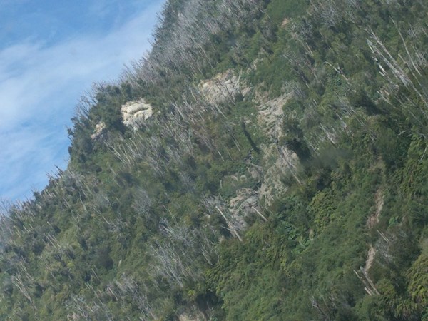 Chaitén, Patagonia Verde: the dead trees