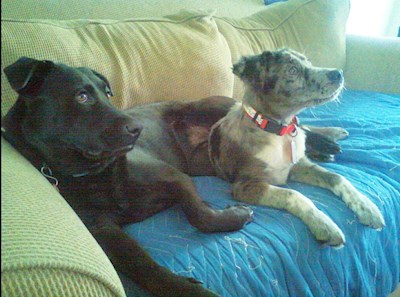 My dogs Ninja & Jovi