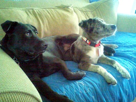 My dogs Ninja & Jovi