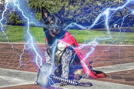Thor, Dog of Thunder