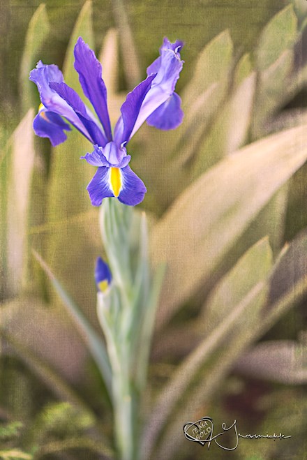 French Iris