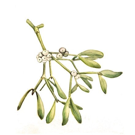 Mistletoe - Watercolour on Paper