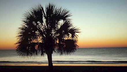 South Carolina Palmetto Tree