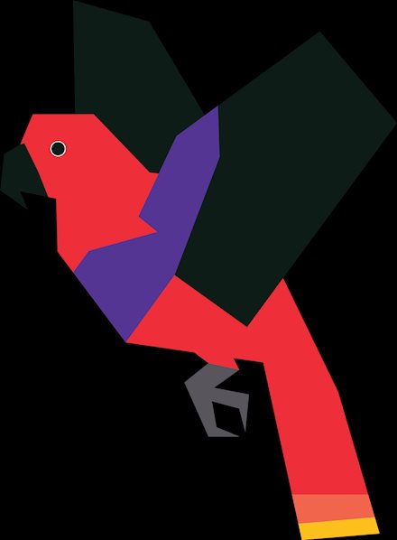Eclectus Parrot- Female