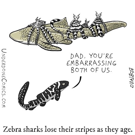 Mid-life Crisis of a Zebra Shark