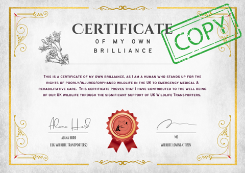 CERTIFICATE OF MY OWN BRILLIANCE...