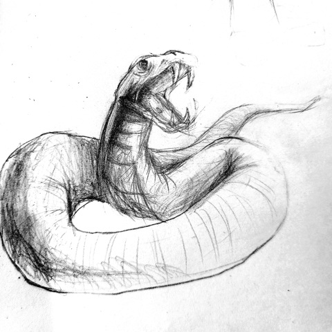 Snake sketch from florida