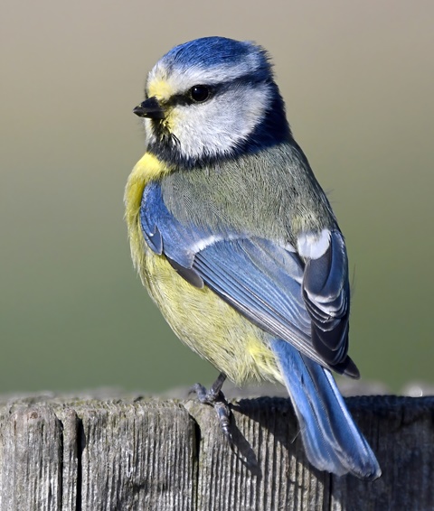 Bruiser the Blue Tit digital download - Carl Bovis's Ko-fi Shop - Ko-fi ❤️  Where creators get support from fans through donations, memberships, shop  sales and more! The original 'Buy Me a