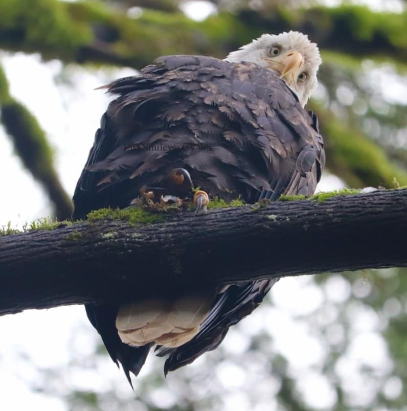 Birds of Vancouver Island - Ko-fi.com - Ko-fi ️ Where creators get