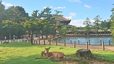 Deer in Nara