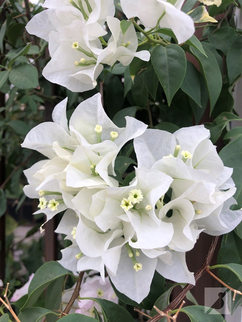 White Bugambilia Flower