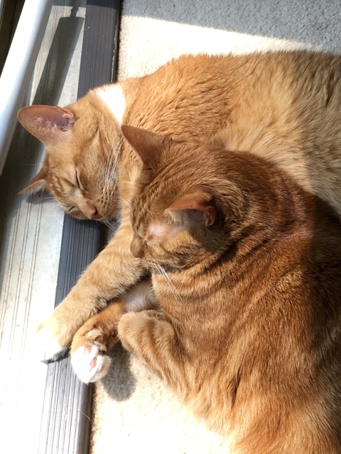 My two ginger cats