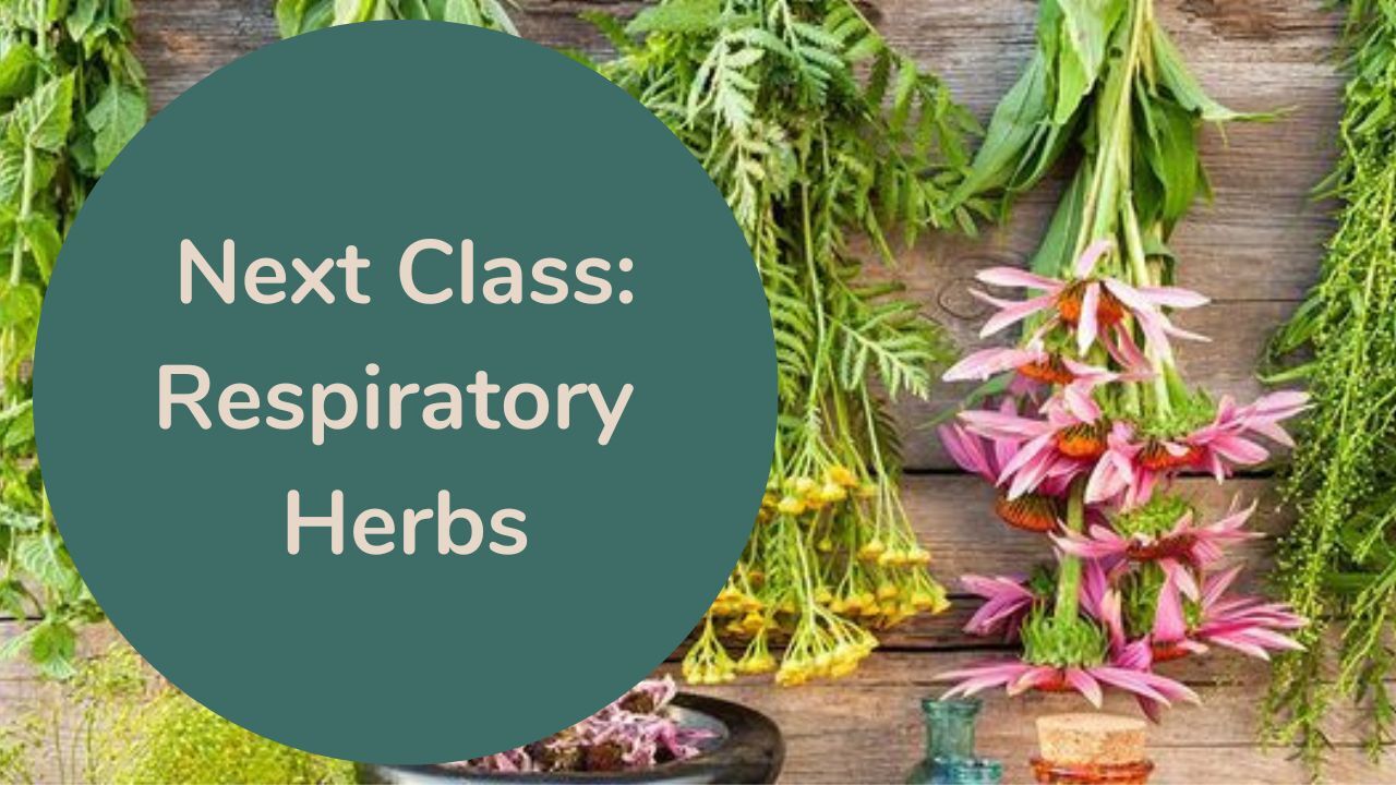 Next Class: Respiratory Herbs! December 8th