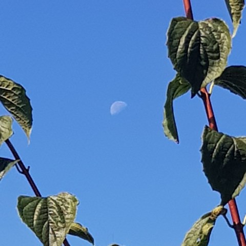 Hello moon!
