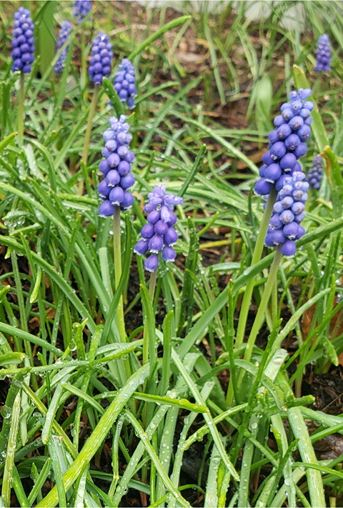 Musings: Grape Hyacinths--new project??