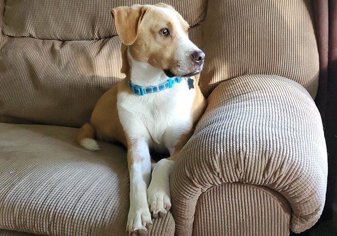 Apollo on his couch