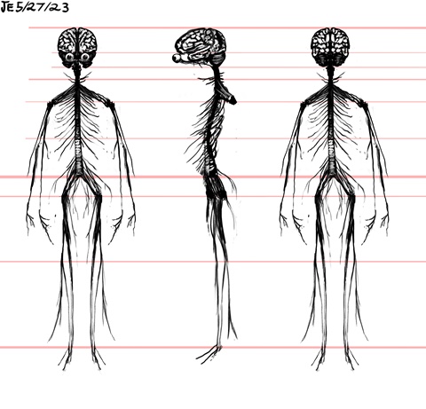 Model sheet of a human nervous system 