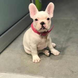 french-bulldog puppies for sale