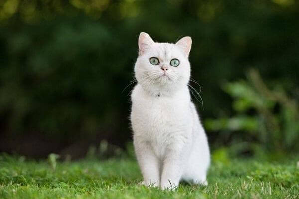 Mơ thấy mèo trắng đánh số mấy để đổi đời?