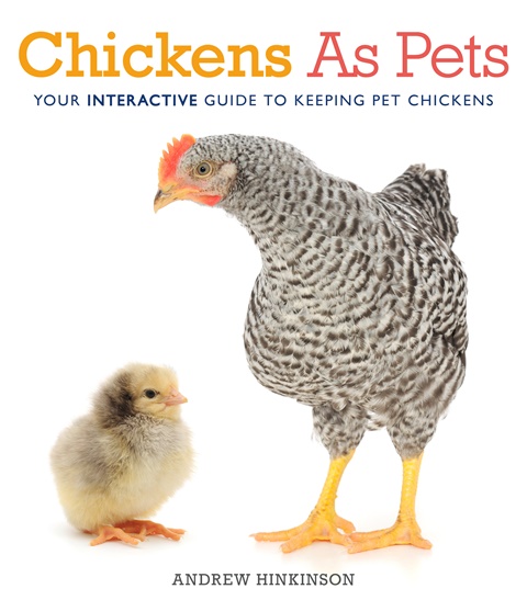 Chickens As Pets