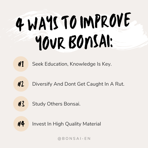 4 Ways To Improve Your Bonsai