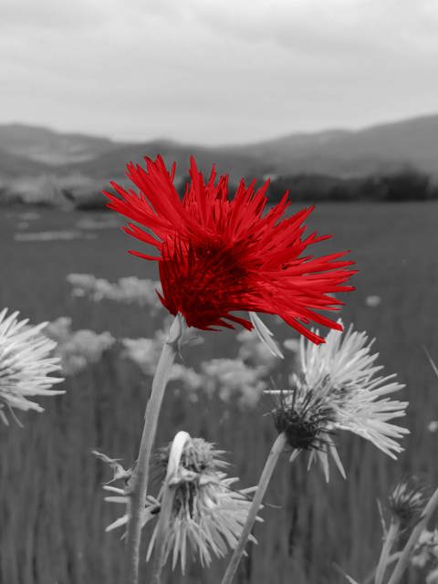 B&W With Red Flower
