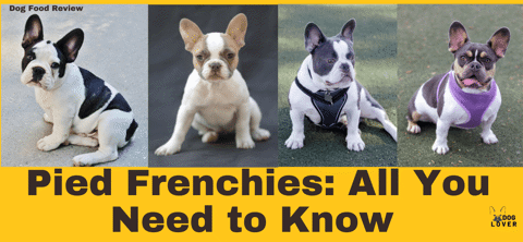 Pied French Bulldog: Everything You Need to Know