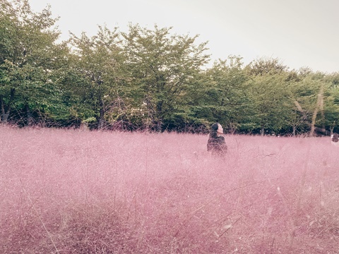 Pink Muhly in Korea