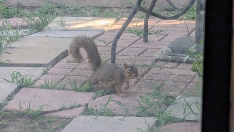squirrel in the Heat