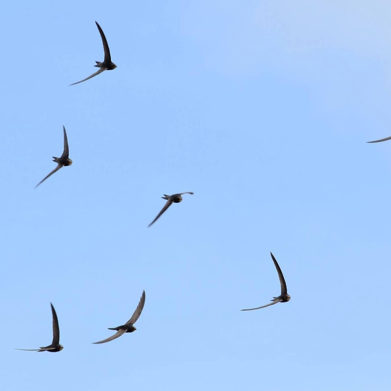 Swifts are returning 💙